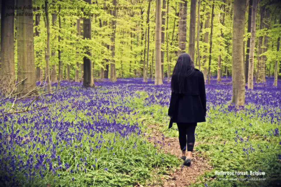 Photo of Hallerbos by Priyanka Banerjee