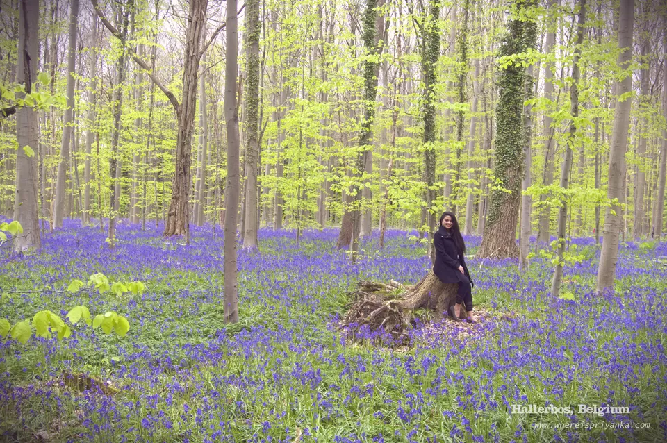 Photo of Hallerbos, Vlasmarktdreef, Halle, Belgium by Priyanka Banerjee