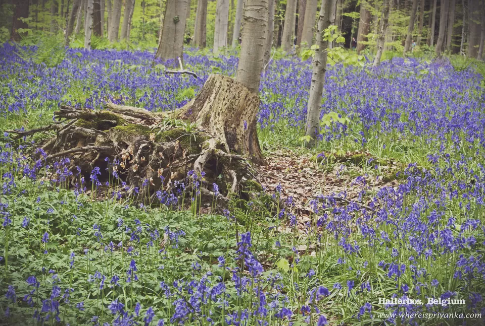 Photo of Hallerbos: A magical blue forest near Brussels, Belgium by Priyanka Banerjee