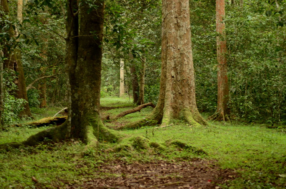 Photo of Thekkady - camp in the wild and jungle safari on foot ! by Yashaswini Dwarakinath