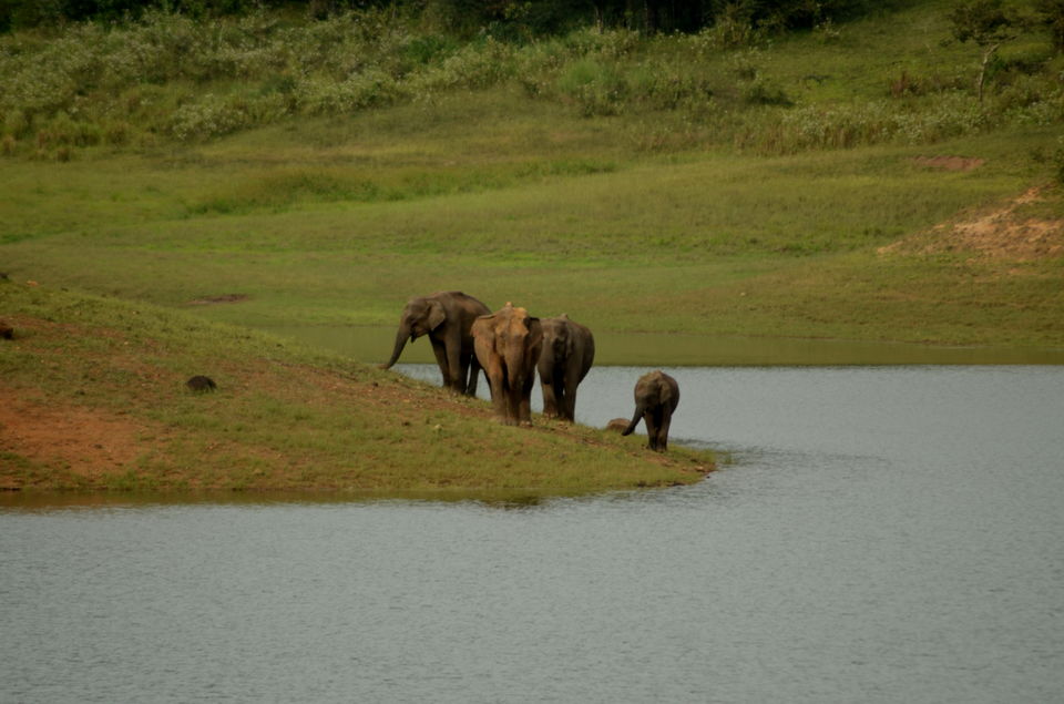 Photo of Thekkady - camp in the wild and jungle safari on foot ! by Yashaswini Dwarakinath