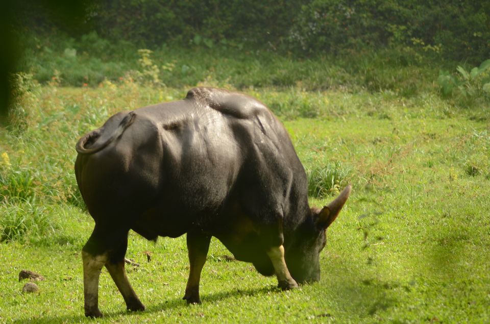 Photo of Thekkady - camp in the wild and jungle safari on foot ! by Yashaswini Dwarakinath