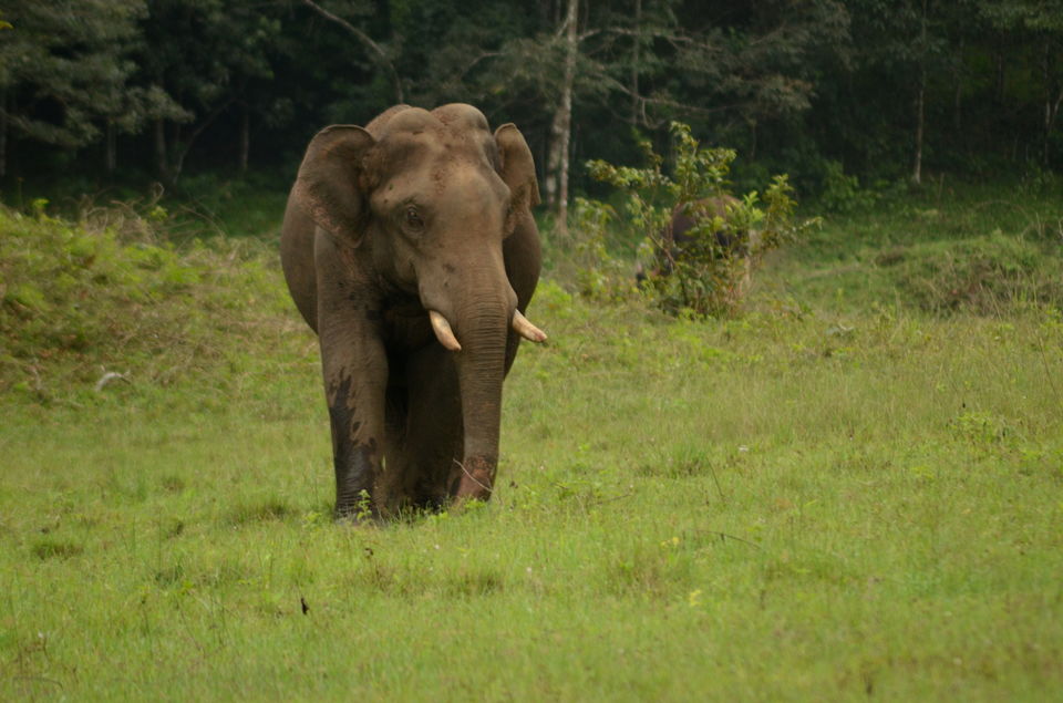 Photo of Thekkady - camp in the wild and jungle safari on foot ! by Yashaswini Dwarakinath
