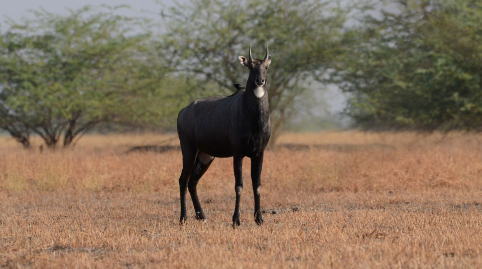 Photo of Black bucks at Velavadar, Gujarat 7/7 by Yashaswini Dwarakinath