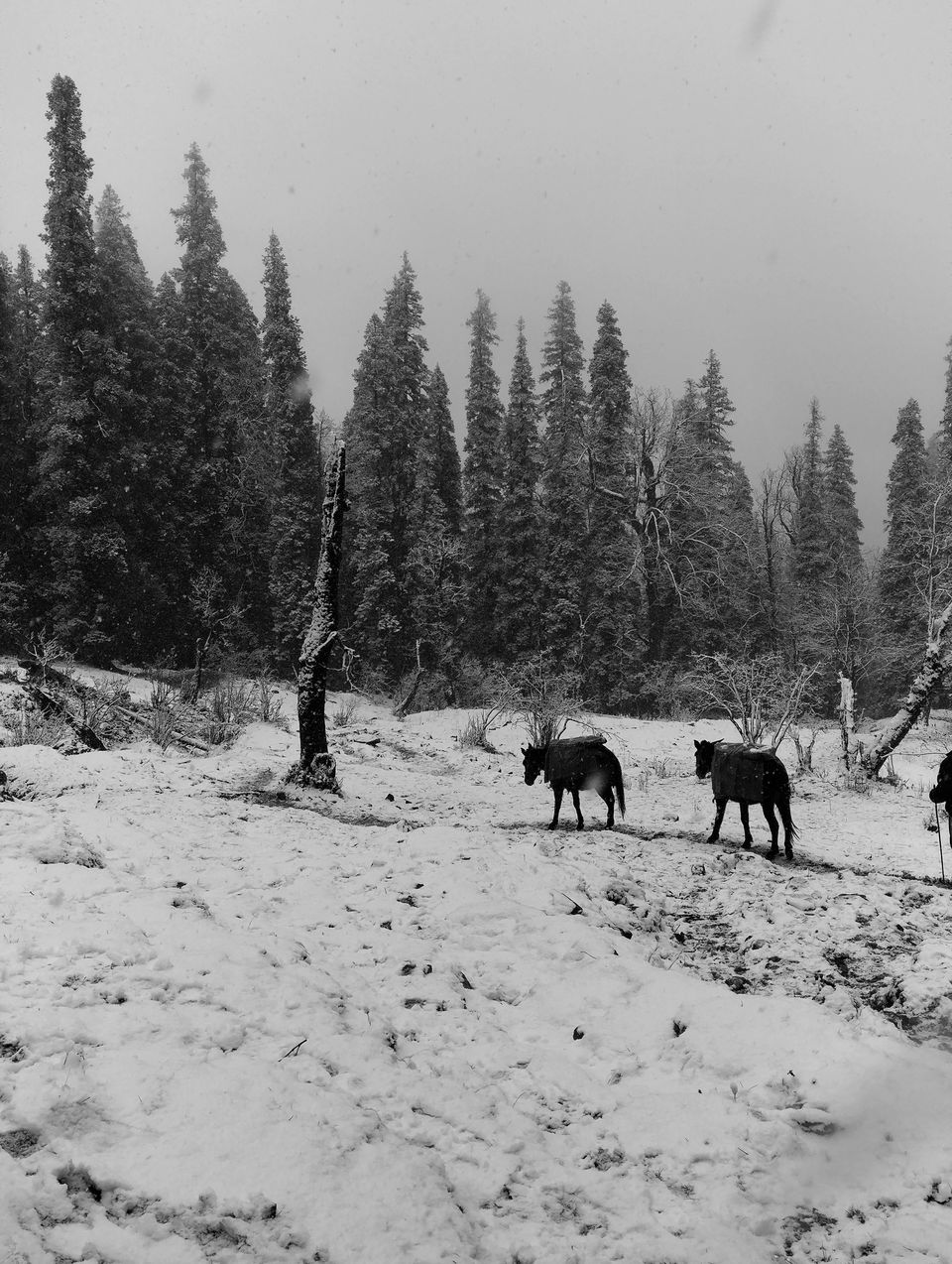 Photo of A call of the mountains - Kedarkantha Trek by Sudhir