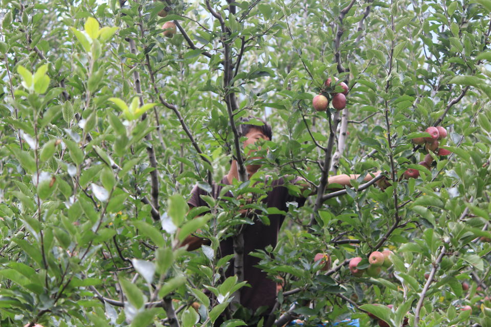 Photo of Searching the offbeat in Manali by Sudhir