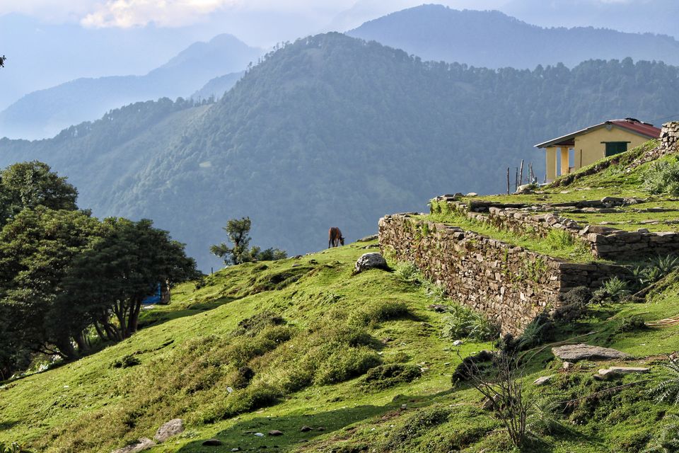 Photo of Chopta, You beauty : Chopta, Tungnath, Chandrashila, Deoria Tal by Sudhir