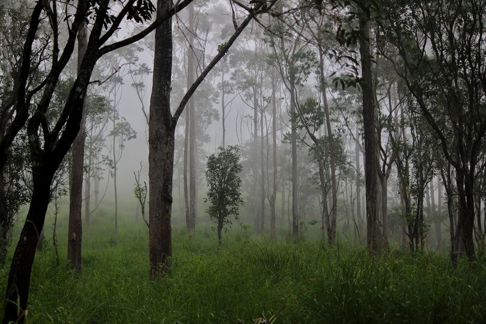 Photo of Gavi, Kerala, India by Sudhir