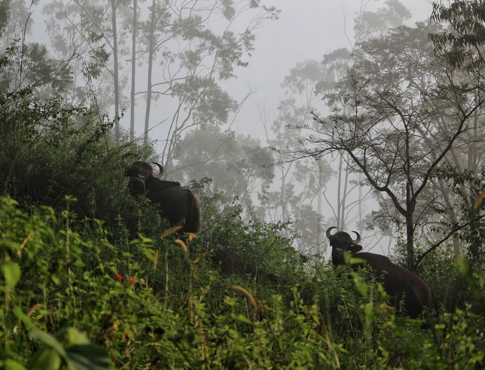 Photo of The wild and The calm Kerala - Thekkady, Gavi by Sudhir
