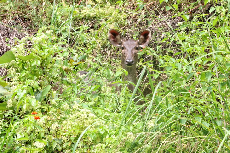Photo of The wild and The calm Kerala - Thekkady, Gavi by Sudhir