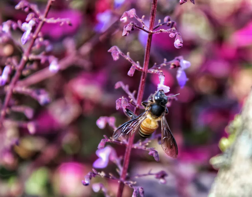 Photo of Gavi Dam, Gavi, Kerala by Sudhir