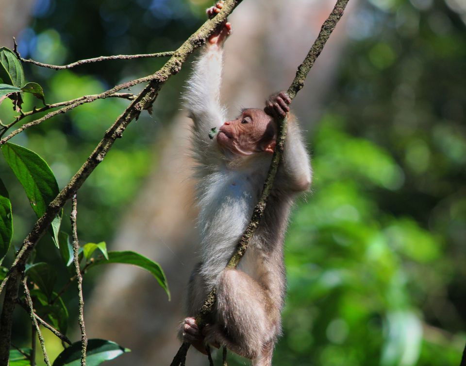 Photo of Periyar Tiger Reserve, Kumily, Kerala, India by Sudhir