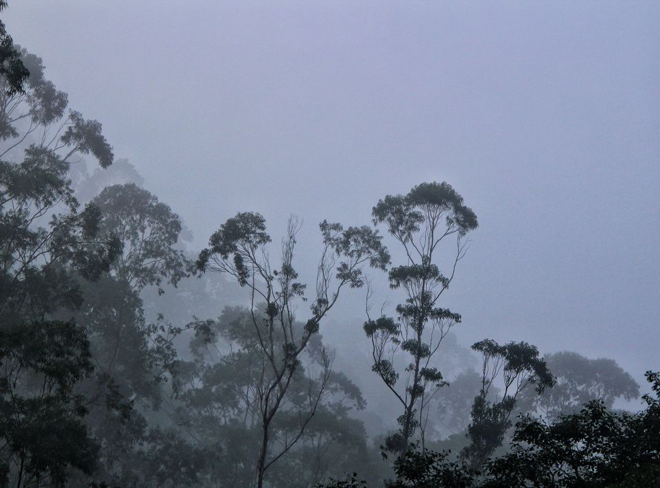 Photo of The wild and The calm Kerala - Thekkady, Gavi by Sudhir