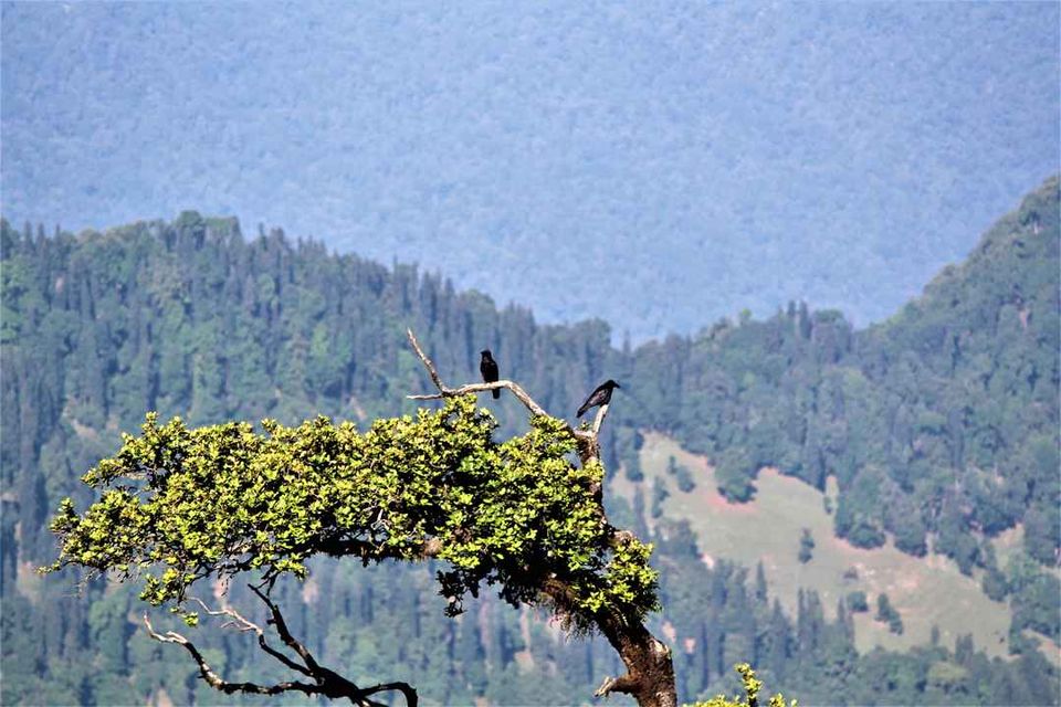 Photo of Chopta, You beauty : Chopta, Tungnath, Chandrashila, Deoria Tal by Sudhir