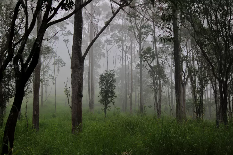Photo of Gavi, Kerala, India by Sudhir