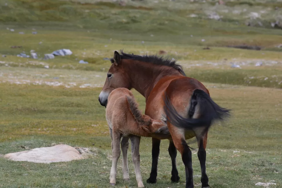 Photo of Khardung La by Avijit Pradhan