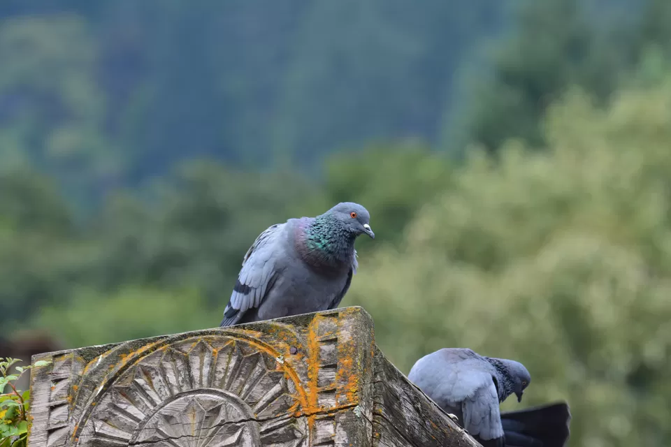 Photo of Manali, Himachal Pradesh, India by Avijit Pradhan