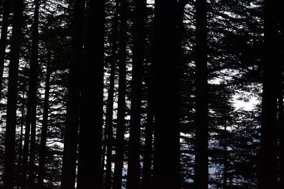 Photo of Manali, Himachal Pradesh, India by Avijit Pradhan