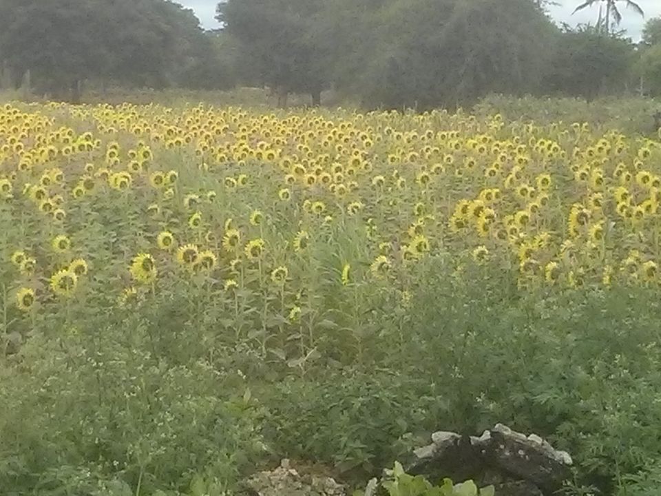 Photo of Bandipur National Park, Bandipur, Karnataka, India by Spabiz2011