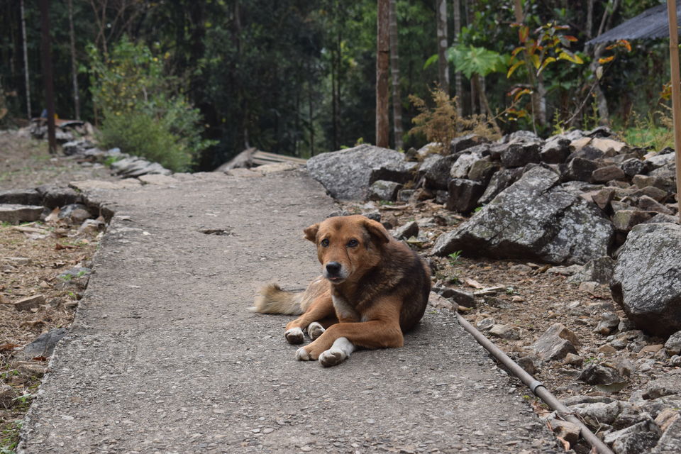 Photo of The Meghalaya Road Trip - Shillong, Jowai, Dawki, Cherrapunjee by Praneet Kumar