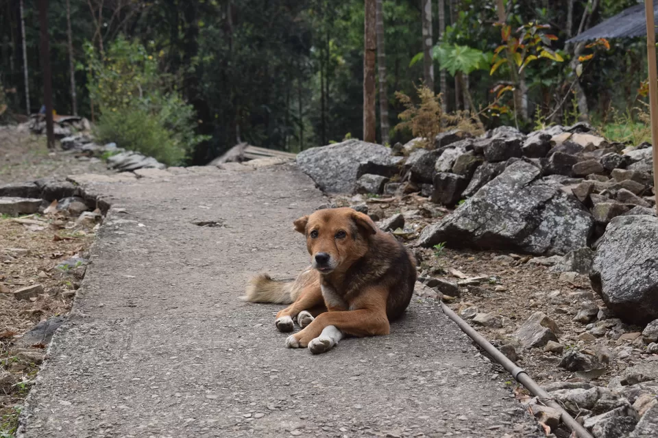 Photo of The Meghalaya Road Trip - Shillong, Jowai, Dawki, Cherrapunjee by Praneet Kumar