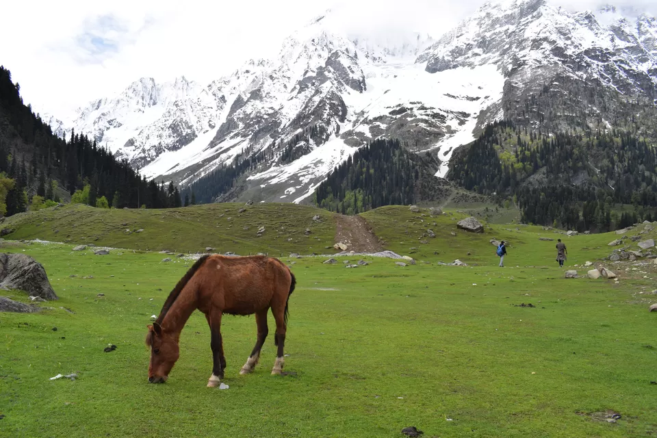 Photo of Thajiwas glacier, Sonmarg, Kashmir, Forest Block by Praneet Kumar