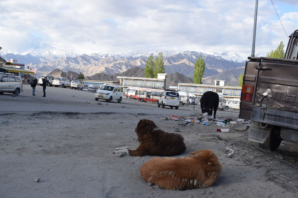 Photo of 12 days - ₹14k, How I 'almost' completed the Ladakh circuit on a budget using public transport by Praneet Kumar
