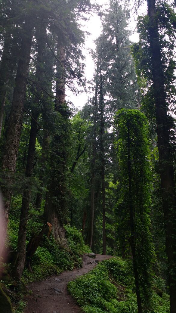 Photo of Tranquil Kheerganga by Amrita Singh