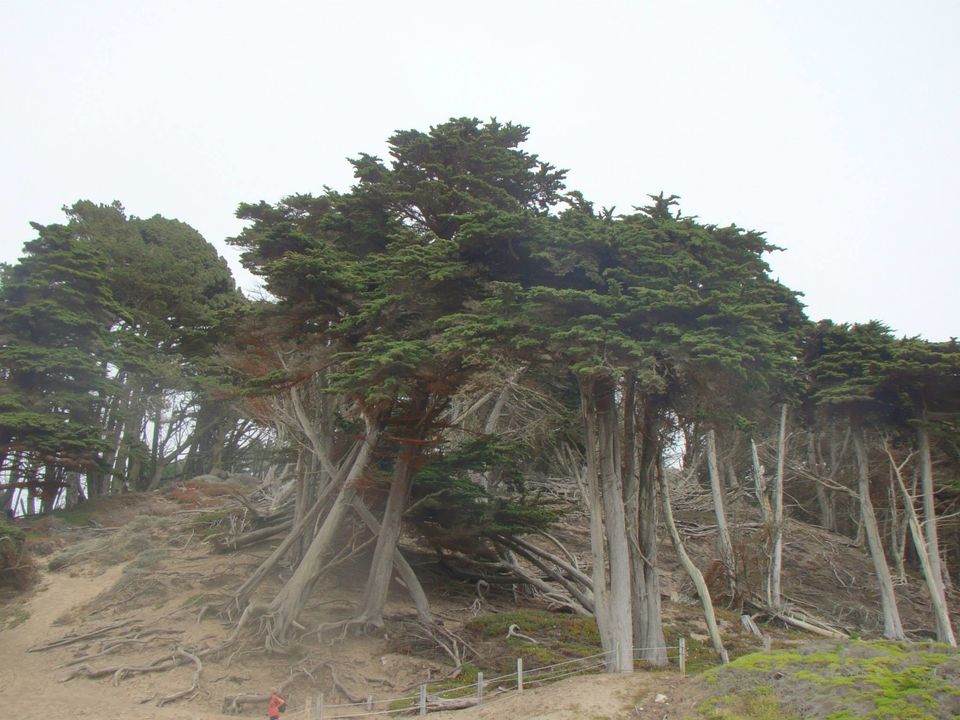 Photo of A whirlwind tour of San Francisco by Bhaswati Aditya