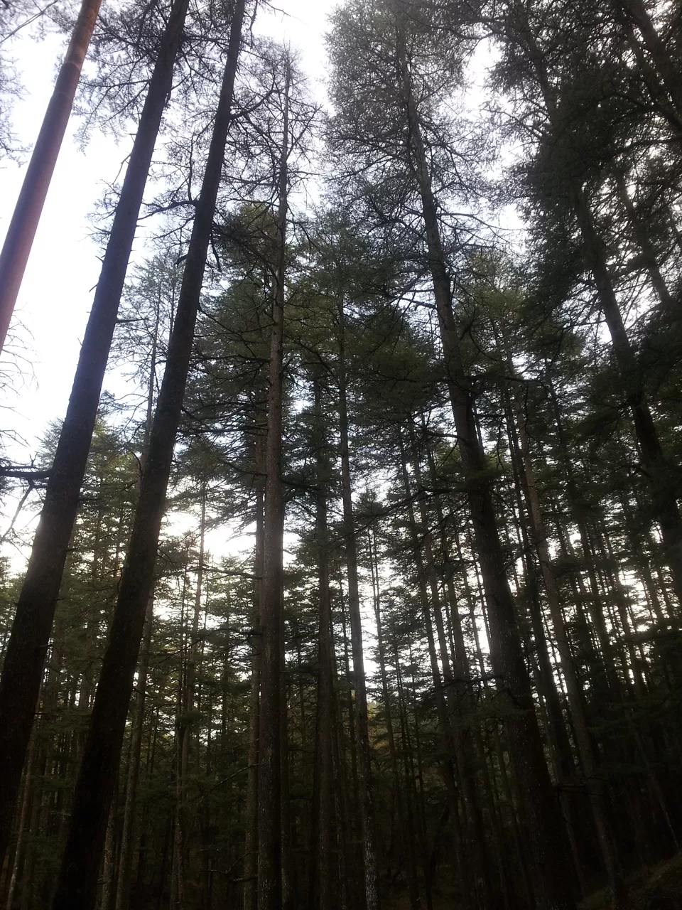 Photo of Tarkeshwar Mahadev, Tarkeshwar Road, Malara Bara, Uttarakhand, India by Abhishek Goswami