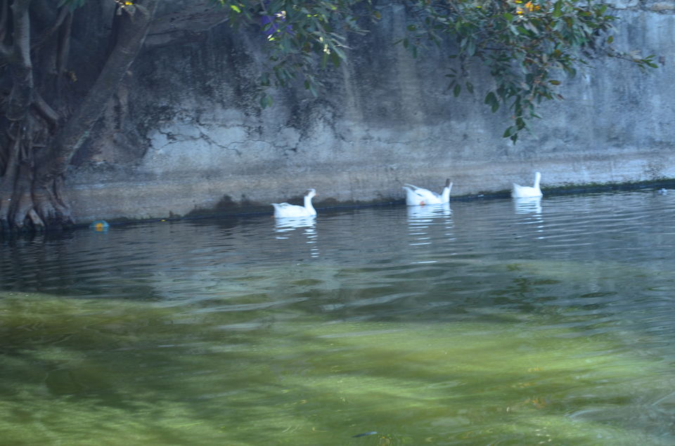 Photo of Jump to Mount Abu !!! 1/25 by Sayantani Maiti
