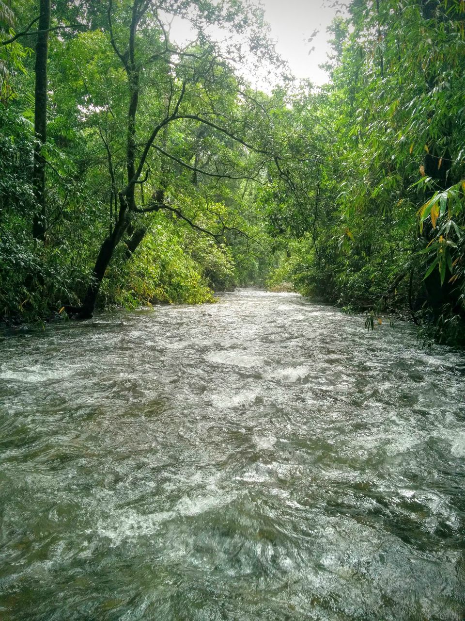 Photo of Dudhsagar Waterfalls - A memorable Trek by Devashish Patel