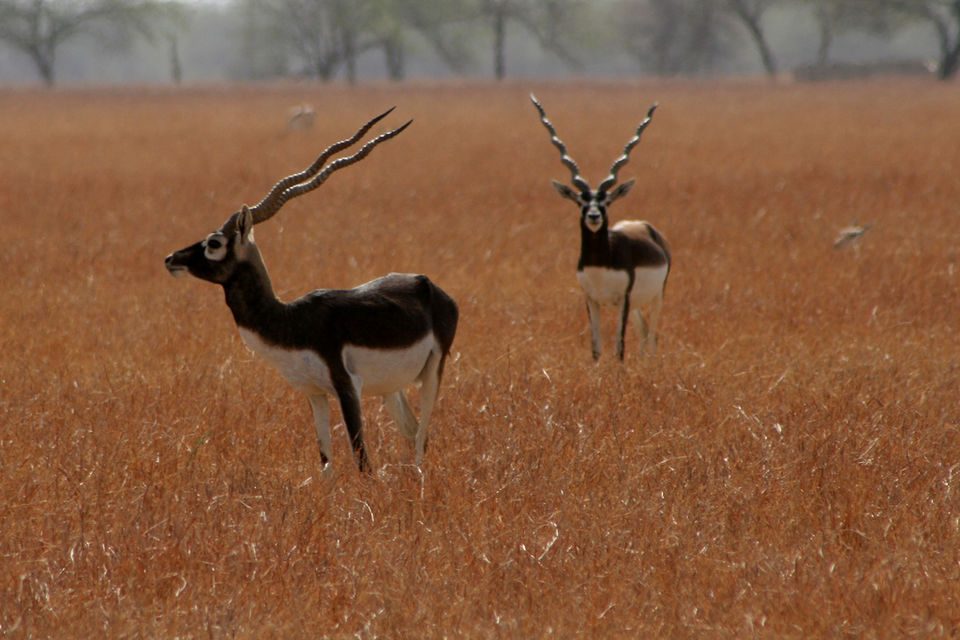 Photo of Velavadar, Gujarat, India by Devashish Patel