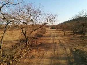 Photo of Gir National Park, Junagadh, Gujarat, India by Devashish Patel