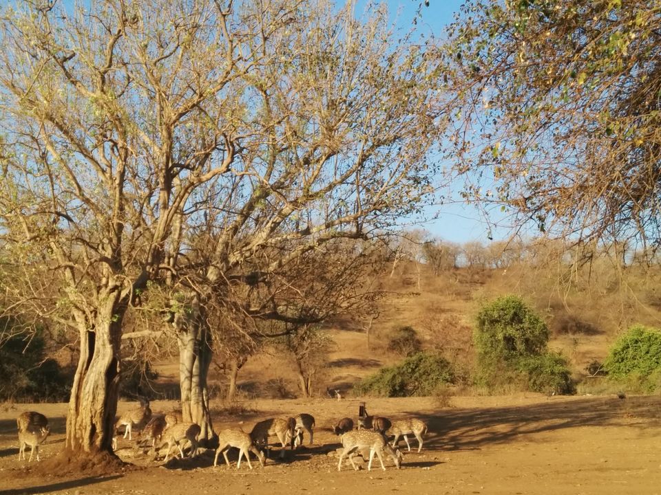 Photo of Road trip across Saurashtra by Devashish Patel