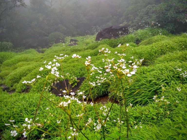 Photo of Kusur, Maharashtra, India by Devashish Patel