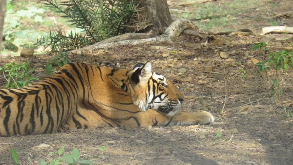 Photo of Wildlife Safari at Ranthambore National Park 4/24 by Akshay Abhimanyu