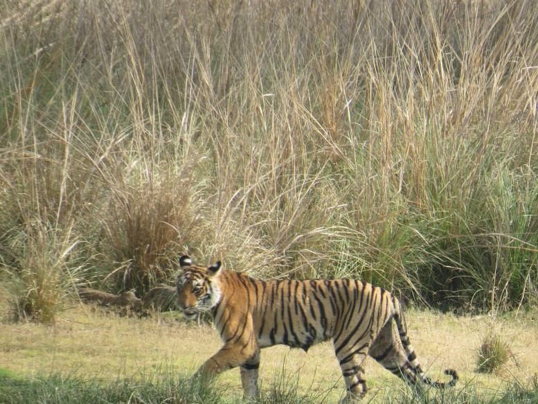 Photo of Wildlife Safari at Ranthambore National Park 5/24 by Akshay Abhimanyu