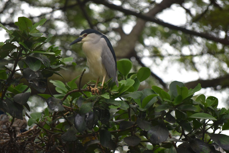 Photo of Mysore Zoo, Ittige Gudu, Mysuru, Karnataka, India by Akshay Abhimanyu