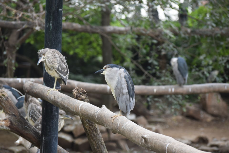 Photo of Mysore Zoo, Ittige Gudu, Mysuru, Karnataka, India by Akshay Abhimanyu