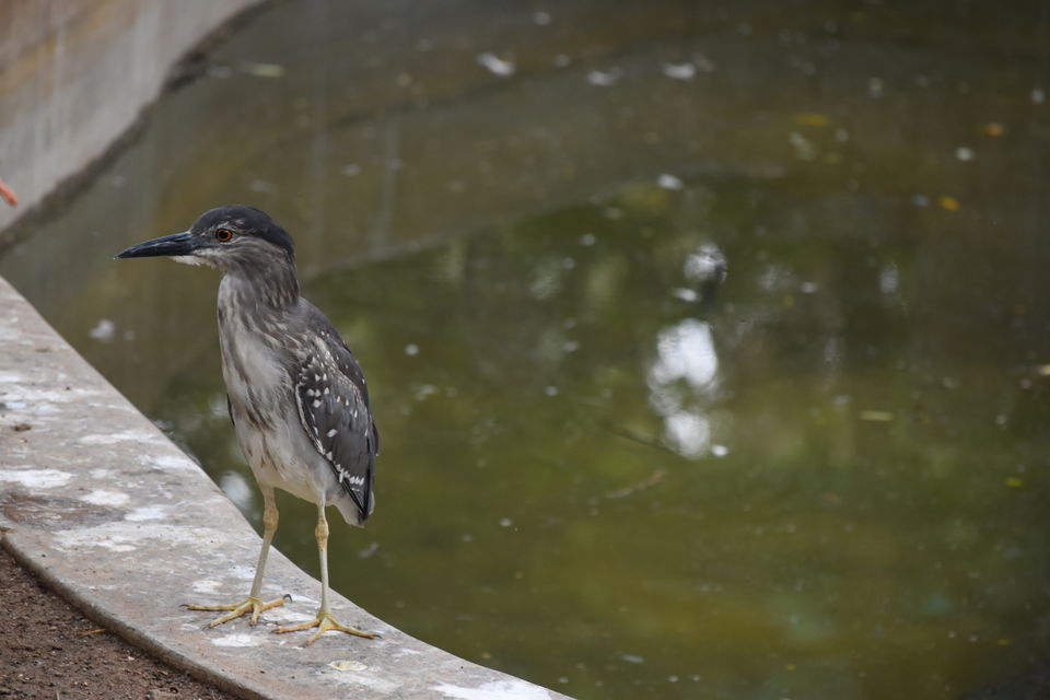 Photo of Mysore Zoo, Ittige Gudu, Mysuru, Karnataka, India by Akshay Abhimanyu