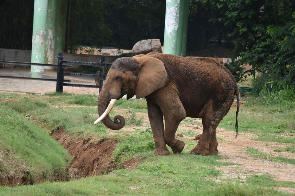 Photo of Mysore Zoo, Ittige Gudu, Mysuru, Karnataka, India by Akshay Abhimanyu