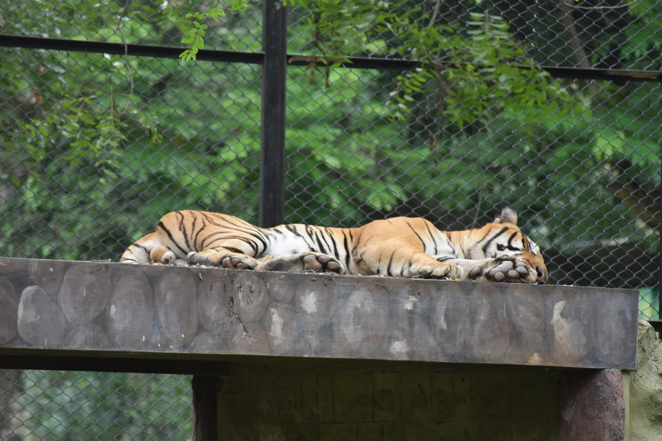 Photo of Mysore Zoo, Ittige Gudu, Mysuru, Karnataka, India by Akshay Abhimanyu