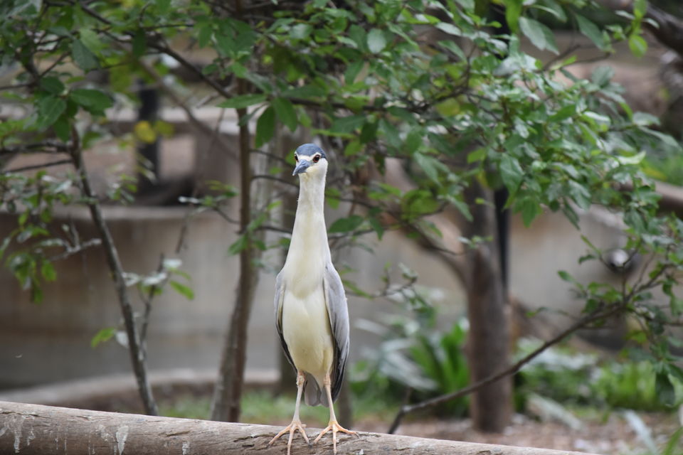 Photo of Mysore Zoo, Ittige Gudu, Mysuru, Karnataka, India by Akshay Abhimanyu