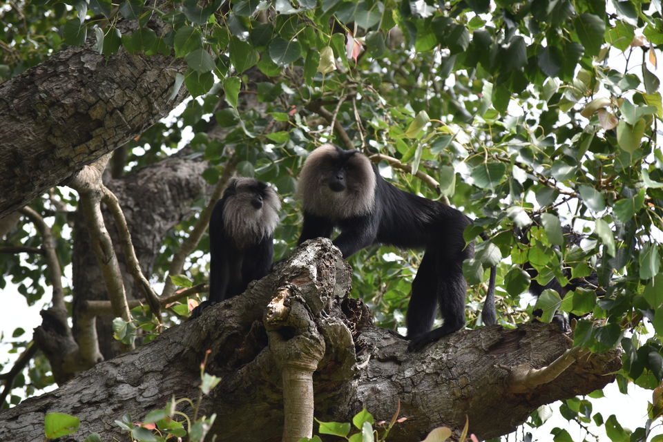 Photo of Mysore Zoo, Ittige Gudu, Mysuru, Karnataka, India by Akshay Abhimanyu
