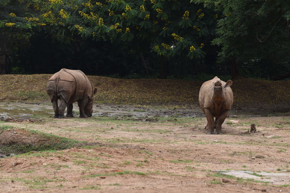 Photo of Mysore Zoo, Ittige Gudu, Mysuru, Karnataka, India by Akshay Abhimanyu