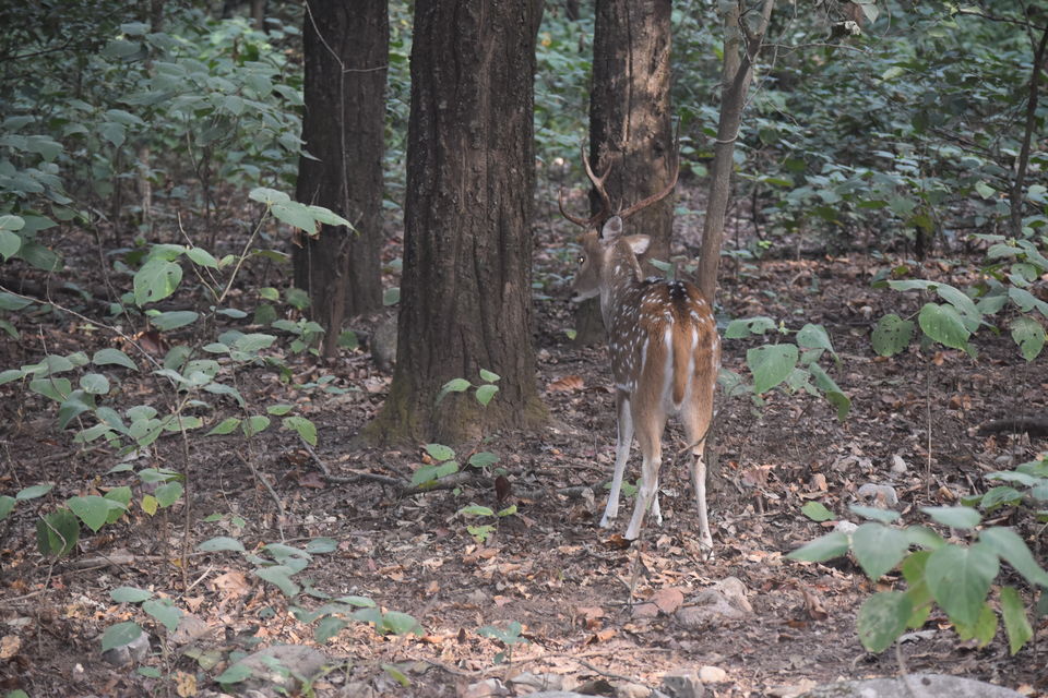 Photo of Journey to Dhikala (Core Territory) : Jim Corbett by Akshay Abhimanyu