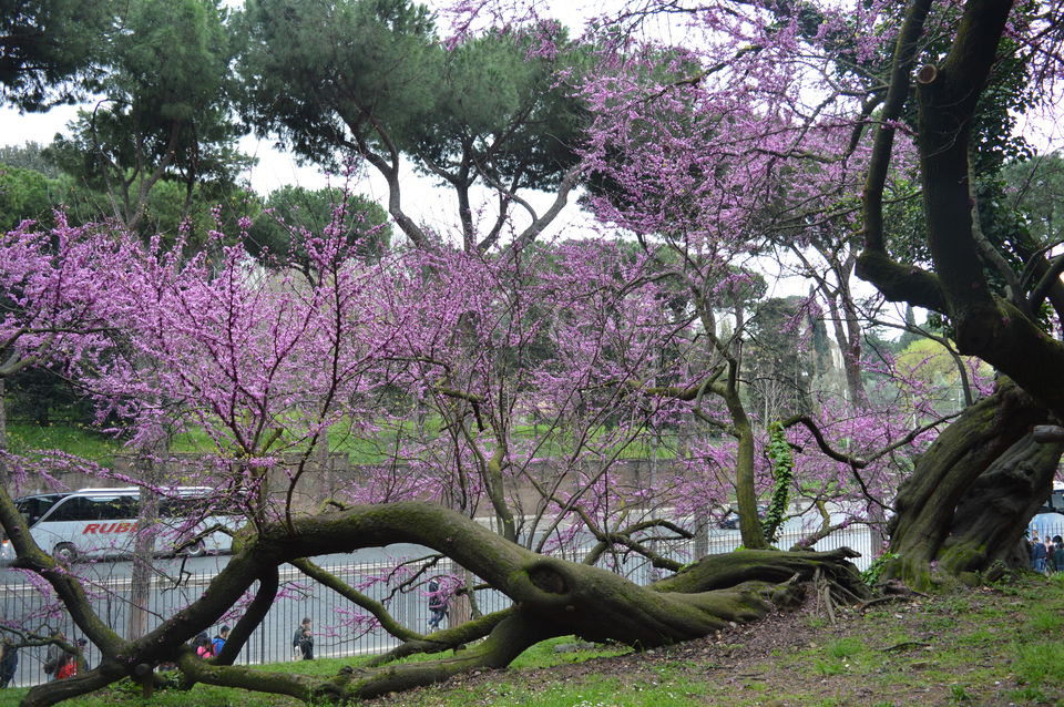 Photo of Love, rain and Rome. 1/21 by Mahalakshmi Venkatesh