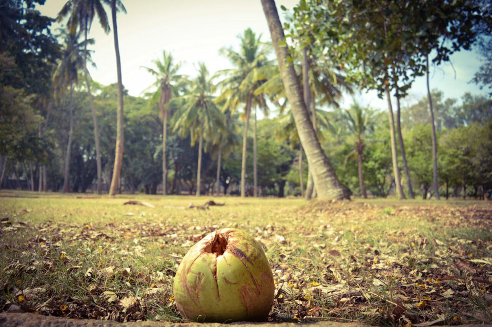 Photo of The Almighty's plan for my vacation in his own country, Kerala! 1/5 by Mahalakshmi Venkatesh