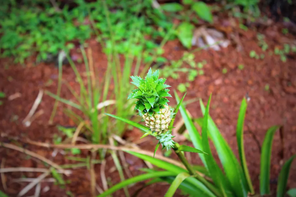 Photo of Munnar Spices& Elephant park, Chillithodu, Kerala, India by Neha Kadam